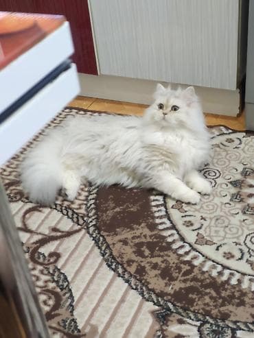 syam pişik: Şinşilla, Dişi — 3