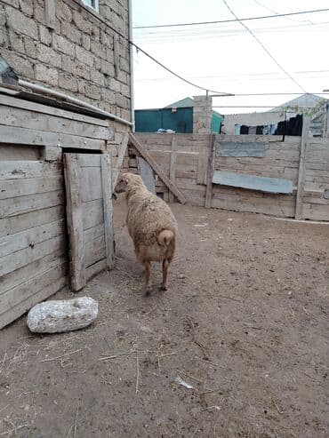 Toyuqlar: Razılaşmaq olar hamsı Erkəkdi qurbanlıqa yararlıdılar — 6