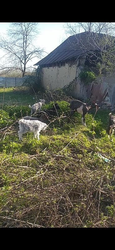 toyuq ucuz qiymete: Salam heyvanlar sağlamdır biri 160 manata fikiri ciddi olan zəng edə — 1