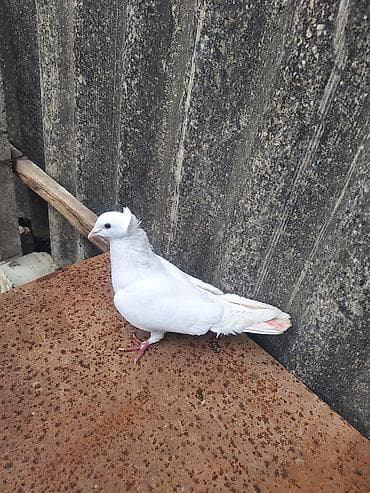 goyərcin: Ağ Kəkli Qızqın Erkəydi Qiyməti 15 Manat — 3