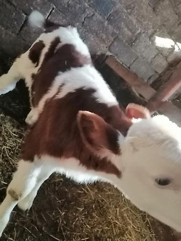 it tap az: Süd istiqamətli buzov - Cins: qırmızı-ağ rəngli, alnı və qarınaltı — 2