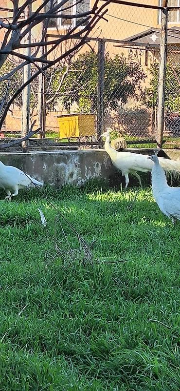 bakida it satislari: Ağ tovuz quşları – dekorativ quşlar - Növ: Pavo cristatus (ağ rəng — 4