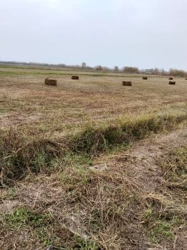 ferma icarəyə verilir: Əkin sahesi 2 hektar,Ərazi Salyan rayonu pambıqkend kendi — 1