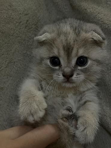 Şotland yastı qulaq