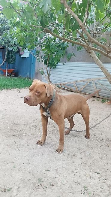 Pitbul, 1 il, Erkek, Peyvəndli, Ünvandan götürmə — 1