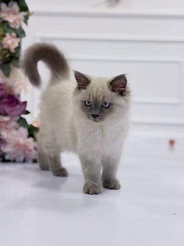 Pişiklər: Ragdoll/Pers cinsin qarışığ gözəl balalari satılır. Bilən bilir təmiz — 4