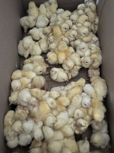 Toyuq cücələri, Ətlik