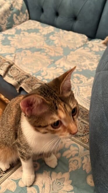 yuxuda qaz görmək: Yaxşı əllərə — 1