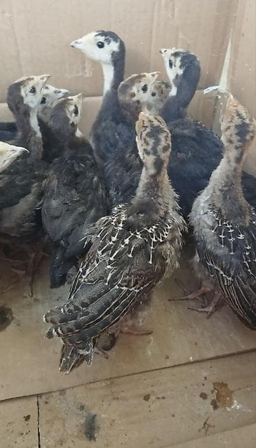 С/х животные и товары: Курица, Для разведения, Самовывоз — 2