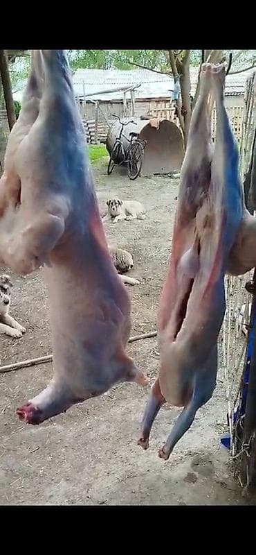 Quzu əti: Məhsul: Təmizlənmiş qoç/kuzu cəmdəkləri Təsvir: - Kənd şəraitində — 1