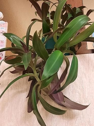 Bitki: Tradescantia spathacea (Rhoeo, “Musaika”, “Oyster plant” kimi