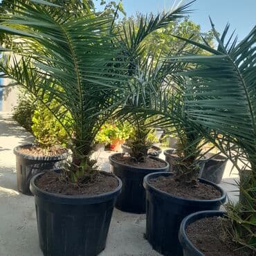 devedabani bitkisi: Xurma palması (Phoenix dactylifera) – böyük qara plastmas qabda — 2