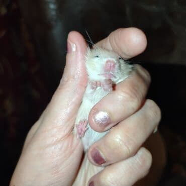 купить хомяка в баку: Xamyak — 1