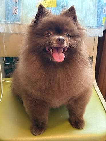 balaca it ucuz: Şpitz, 3 il, Erkek, Peyvəndli, Ünvandan götürmə — 6