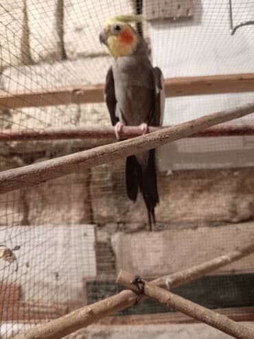 Tutuquşları: Yaşı 1,5 erkəkdir qızğın quşdur — 4