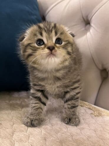 siam pisiyi haqqinda: Britan, Erkək — 5