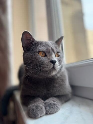 русская голубая кошка баку: Britan, Yaxşı əllərə — 1