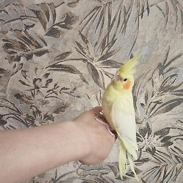 bulbul quşu: Növ: Nimfa kakadu (cockatiel) Rəng: Lutinо (tam açıq-sarı bədən — 1