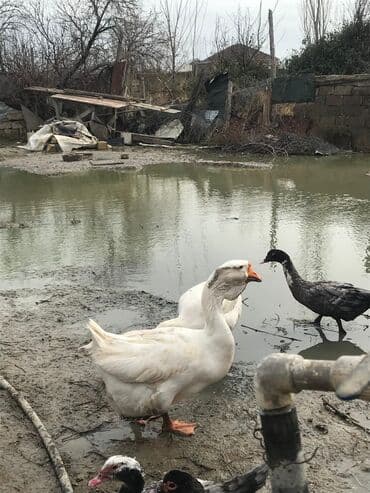 ucuz it satisi: Dişi, Damazlıq, Ödənişli çatdırılma — 5