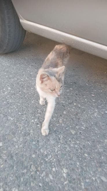 pişikler ucuz: Dişi, Cütləşmə üçün, Ünvandan götürmə, Ödənişli çatdırılma — 3