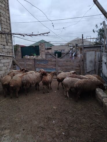 İtlər: Erkək, il: 1, 37 kq, Ətlik, Ünvandan götürmə — 2