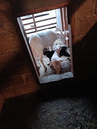 yerli keçi: Dişi, Zanen, il: 1, 50 kq, Südlük, Ünvandan götürmə — 5