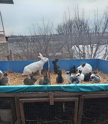 Salam.1aylıq balalar satılır Ata Təmiz qan Velikan 5+ ana gibrit lalafo.az -da Salam.1aylıq balalar satılır Ata Təmiz qan Velikan 5+ ana gibrit