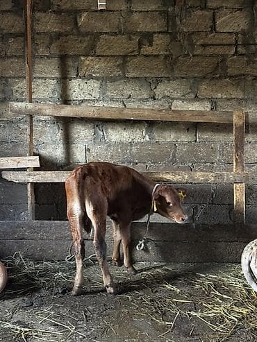 quzu satılır: Təmiz erkək anqus dana satılır. 2 ayın içindədir. Süni mayalanmadan — 3