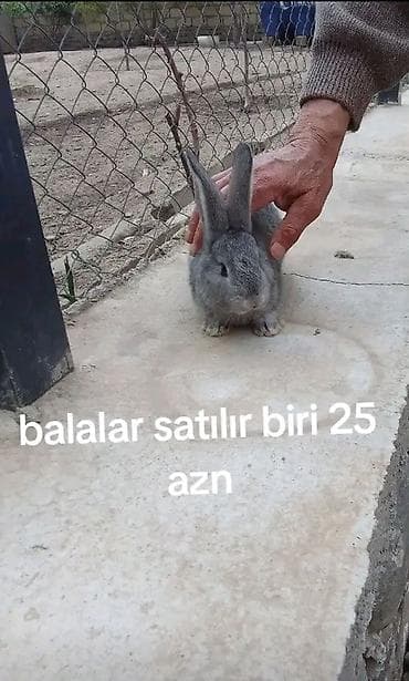 at satisi azerbaycan: Balalar satılır bir bala 25azn atan ve ananı ğösdermek ücün qoymuşam — 3