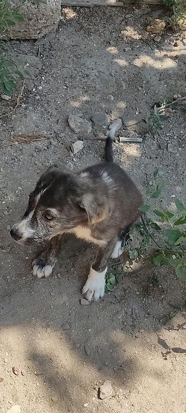 alabay küçükləri: Alabay, 1 ay, Erkek — 2