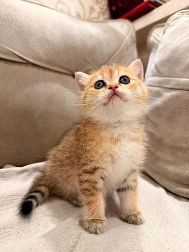 Qızıl şinşilla — 3