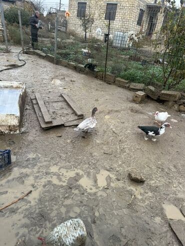 Gəmiricilər: Dişi, | Lal ördək, Damazlıq — 7