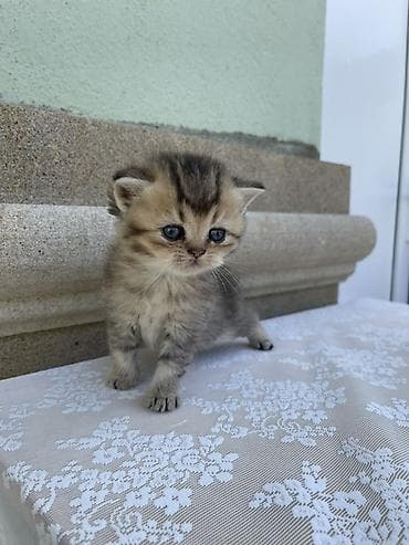 Кошки: Британская — 10