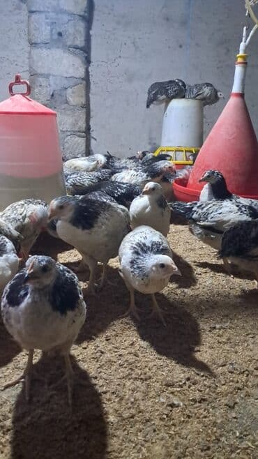 Gəmiricilər: Toyuq cücələri, Ətlik — 6