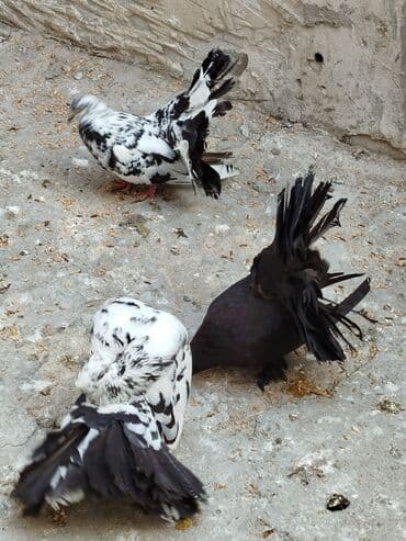 попугай ара цена: Salam Aleykum.Pavlin göyərçinləri.Pavlinlərin təki 15 manata — 1