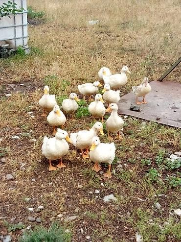 ev heyvanlar: Ördəklər satılır: 3 aylıqdırlar, ağırlıqları 1-2 kilodur, tez — 4