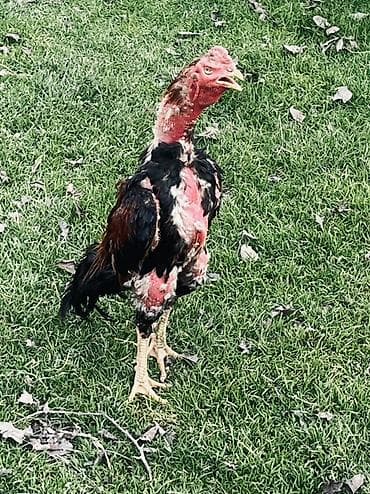 heyrati xoruz: Heyratı xoruz satılır 1 yaş 7 aylıqdı Cins: Malay tipli — 4