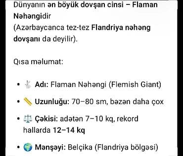 inəyin balası: Salam təmiz qan ətlik Flandr (Flemish Giant) Balaları satılır 20 — 5