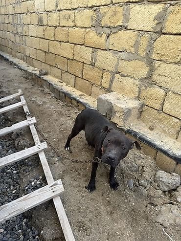 it haqqinda melumat: Pitbul, 1 il, Dişi, Peyvəndli — 10