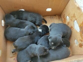 Gəmiricilər: Xaski, Erkek — 2