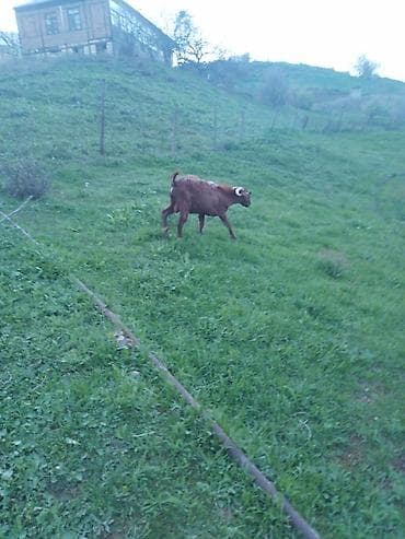kənd toyuqlarının satışı: Məhsul: Təkə (2 baş) Təsvir: - Uzun tüklü, yarıdaraq qəhvəyi–sarı — 7