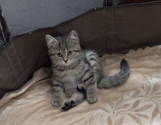 şinşila pişik: Britan — 6