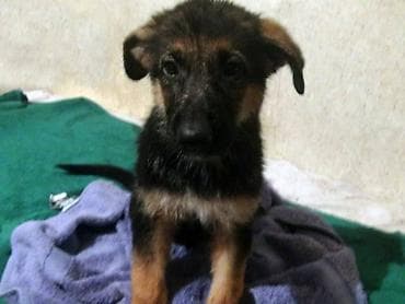 dogo argentin: Cinsi və peyvənd olunmuş İtləri gəzdirmək, saxlamaq, çimizdirmək — 8