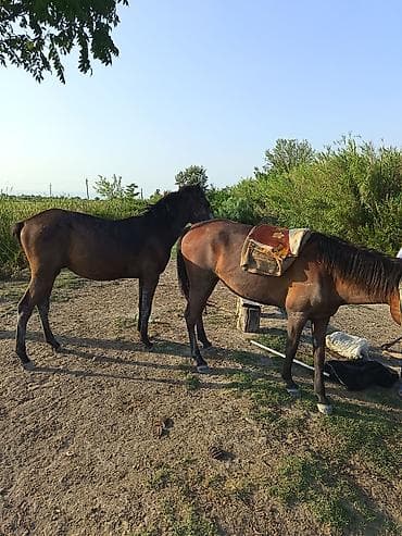 quslar type 1: Erkey daycadi Ucarda qiymetde cuzi endirim olacaq hele minilmir 1 yas — 2