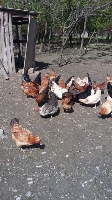 ГАЗ: Курица, Для разведения, Платная доставка — 1