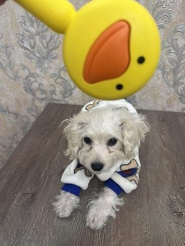 çoban itleri: Pudel, 3 ay, Erkek, Sənədli, Ünvandan götürmə — 5