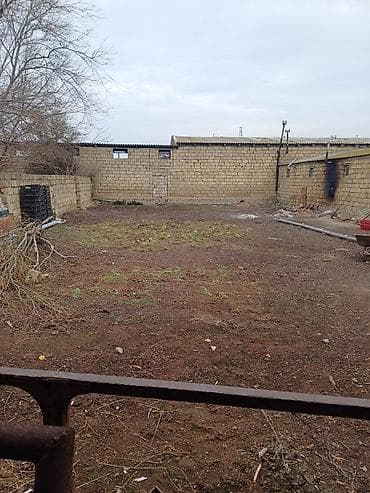 Digər qida məhsulları: Kənd toyuğu Chicken Bütöv — 4