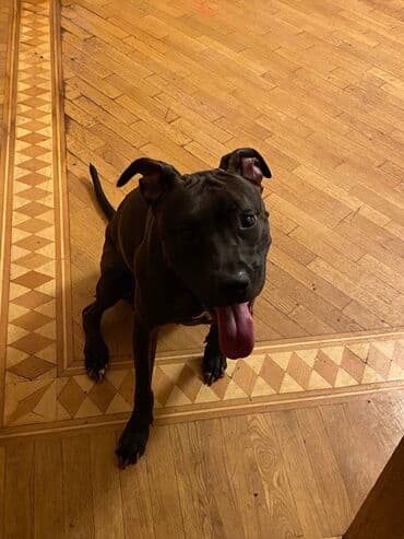 питомники собак в баку: Питбуль, 3 годa, Самка, Для вязки, Самовывоз — 1