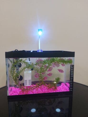 Ölçü 30×20×15

Ev və ofis üçün estetik, baxımı asan mini akvaryum