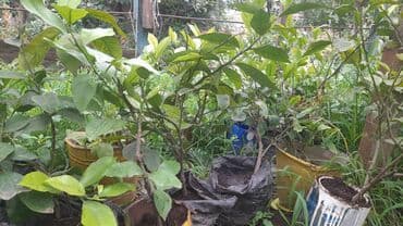 pip ağacı: 8 azn Limon Əla sort — 3